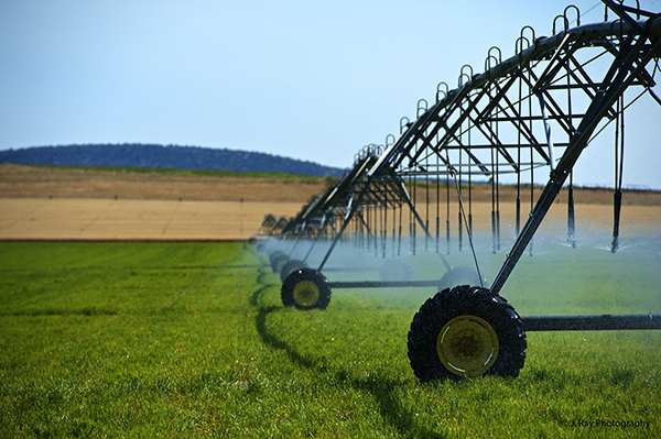 Sprinkler